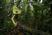 White-lined Leaf Frog (Phyllomedusa vaillanti) in rainforest, Ecuador