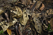 Amazon Horned Frog (Ceratophrys cornuta) camouflaged in leaf litter, Yasuni National Park, Ecuador