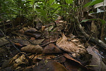 Amazon Horned Frog (Ceratophrys cornuta) in rainforest, Yasuni National Park, Ecuador