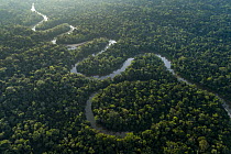 River in rainforest, Tiputini River, Amazon Basin, eastern Ecuador