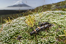 Stick Insect (Monticomorpha flavolimbata) pair mating in mountains, Bengoh Range, Ecuador