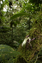 Jewel Scarab (Chrysina argenteola) in rainforest, Esmeraldas, Ecuador