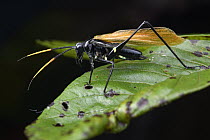 Wasp-mimicking Katydid (Aganacris nitida) male, Esmeraldas, Ecuador