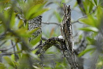 Common Potoo (Nyctibius griseus) mimicking branch, Utria National Park, Colombia