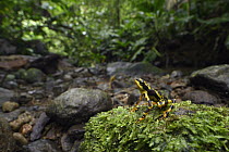 Condoto Stubfoot Toad (Atelopus spurrelli) in rainforest, Utria National Park, Colombia