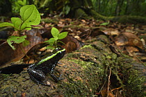 Kokoe Poison Dart Frog (Phyllobates aurotaenia) in forest, Utria National Park, Colombia