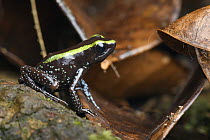 Kokoe Poison Dart Frog (Phyllobates aurotaenia), Utria National Park, Colombia
