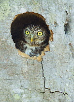 Cuban Pygmy-Owl (Glaucidium siju) in nest cavity, Cuba