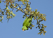 Cuban Parakeet (Aratinga euops) feeding on Bullet Tree (Bucida buceras) fruit, Cuba