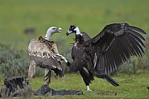 Eurasian Black Vulture (Aegypius monachus) and Griffon Vulture (Gyps fulvus) fighting at feeding station, Extremadura, Spain