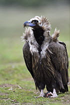 Eurasian Black Vulture (Aegypius monachus) juvenile at feeding station, Extremadura, Spain