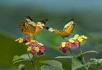 Monarch Mimic (Hypolimnas misippus) butterflies, Philippines