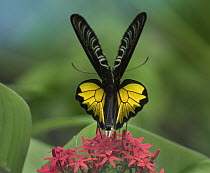 Birdwing Butterfly (Troides sp) showing aposematic coloration, Philippines