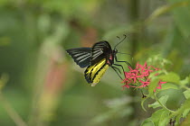 Birdwing Butterfly (Troides sp), Philippines