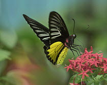 Birdwing Butterfly (Troides sp) showing aposematic coloration, Philippines
