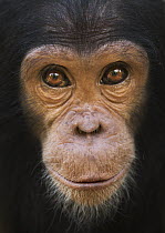Eastern Chimpanzee (Pan troglodytes schweinfurthii) five year old juvenile female, named Fadhila, Gombe National Park, Tanzania