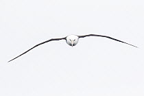 Black-browed Albatross (Thalassarche melanophrys) flying, Southern Ocean