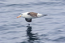 Black-browed Albatross (Thalassarche melanophrys) flying, Southern Ocean