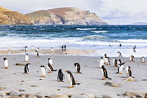 Gentoo Penguin (Pygoscelis papua) group on beach, Grave Cove, Falkland Islands