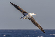 Wandering Albatross (Diomedea exulans) flying, Southern Ocean