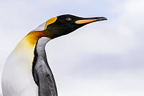 King Penguin (Aptenodytes patagonicus), Salisbury Plain, South Georgia Island