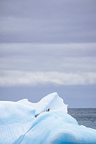 Chinstrap Penguin (Pygoscelis antarctica) pair on iceberg, Laurie Island, South Orkney Islands, Antarctica