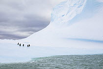 Chinstrap Penguin (Pygoscelis antarctica) group on iceberg, Laurie Island, South Orkney Islands, Antarctica