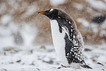 Gentoo Penguin (Pygoscelis papua) juvenile in snowstorm, Brown Bluff, Antarctic Peninsula, Antarctica