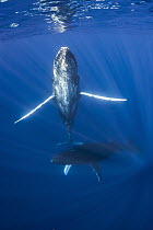Humpback Whale (Megaptera novaeangliae) female with escorting male, Maui, Hawaii, image taken under NMFS permit # 13846