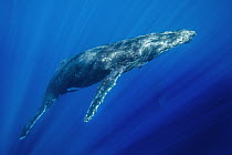 Humpback Whale (Megaptera novaeangliae) male swimming above female in courtship, Maui, Hawaii, image taken under NMFS Permit # 19225