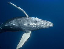 Humpback Whale (Megaptera novaeangliae) calf, Maui, Hawaii, image taken under NMFS Permit # 19225