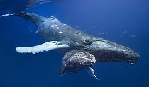 Humpback Whale (Megaptera novaeangliae) mother and calf, Maui, Hawaii, image taken under NMFS Permit # 19225