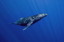 Humpback Whale (Megaptera novaeangliae) calf, Maui, Hawaii, image taken under NMFS Permit # 19225