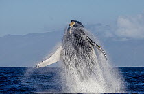 Humpback Whale (Megaptera novaeangliae) breaching, Maui, Hawaii, image taken under NMFS Permit # 19225