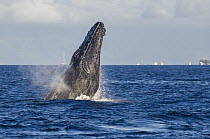 Humpback Whale (Megaptera novaeangliae) breaching, Maui, Hawaii, image taken under NMFS Permit # 19225