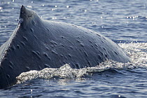Humpback Whale (Megaptera novaeangliae) surfacing, showing bumps of unknown cause, Maui, Hawaii, image taken under NMFS Permit # 19225