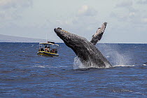 Humpback Whale (Megaptera novaeangliae) breaching near whale watching boat, Maui, Hawaii, image taken under NMFS Permit # 19225