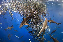 Silky Shark (Carcharhinus falciformis), Galapagos Shark (Carcharhinus galapagensis), Dusky Shark (Carcharhinus obscurus), and Black-tip Shark (Carcharhinus limbatus) group working with Yellowfin Tuna...