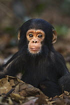Eastern Chimpanzee (Pan troglodytes schweinfurthii) ten month old baby male, named Shwali, Gombe National Park, Tanzania