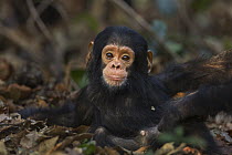 Eastern Chimpanzee (Pan troglodytes schweinfurthii) ten month old baby male, named Shwali, Gombe National Park, Tanzania