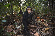 Eastern Chimpanzee (Pan troglodytes schweinfurthii) three year old baby male, named Fifty, Gombe National Park, Tanzania