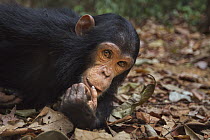 Eastern Chimpanzee (Pan troglodytes schweinfurthii) five year old juvenile female, named Fadhila, Gombe National Park, Tanzania