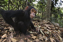 Eastern Chimpanzee (Pan troglodytes schweinfurthii) five year old juvenile female, named Fadhila, scratching herself, Gombe National Park, Tanzania