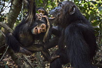 Eastern Chimpanzee (Pan troglodytes schweinfurthii) forty-two year old female, named Gremlin, playing with her two year old granddaughter, named Glamour, Gombe National Park, Tanzania