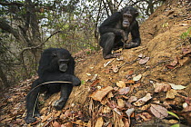 Eastern Chimpanzee (Pan troglodytes schweinfurthii) fifteen year old twins, named Golden and Glitter, termite fishing, Gombe National Park, Tanzania