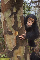 Eastern Chimpanzee (Pan troglodytes schweinfurthii) sixteen month old baby female, named Gossamer, in tree, Gombe National Park, Tanzania