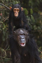 Eastern Chimpanzee (Pan troglodytes schweinfurthii) forty-two year old female, named Gremlin, carrying her four year old son, named Gizmo, Gombe National Park, Tanzania