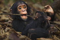 Eastern Chimpanzee (Pan troglodytes schweinfurthii) two year old baby male, named Duke, playing with stick, Gombe National Park, Tanzania