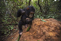 Eastern Chimpanzee (Pan troglodytes schweinfurthii) six year old juvenile female, named Tabora, termite fishing, Gombe National Park, Tanzania