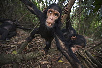 Eastern Chimpanzee (Pan troglodytes schweinfurthii) three year old baby male, named Fifty, playing with his five year old sister, named Fadhila, Gombe National Park, Tanzania
